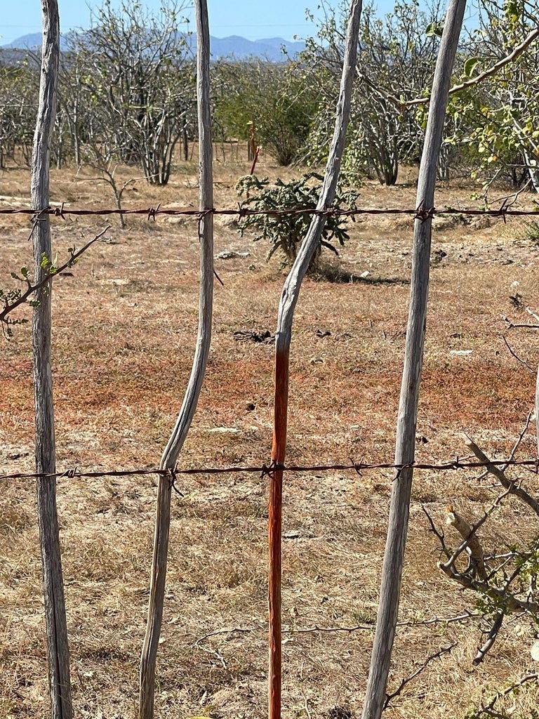 Lot in Rancho Leonero, East Cape, photo 4