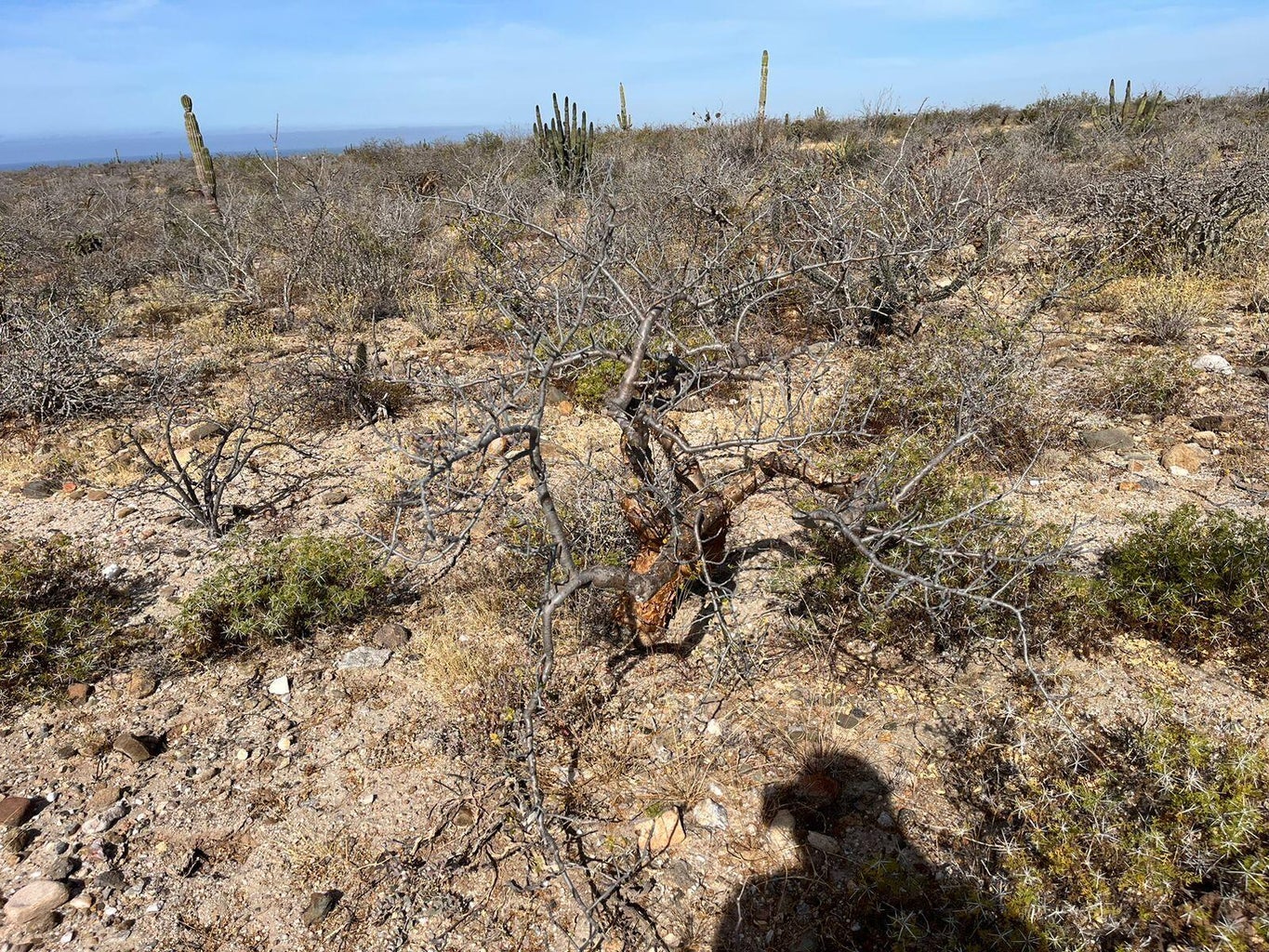 Lot in Todos Santos-General, La Paz, photo 4