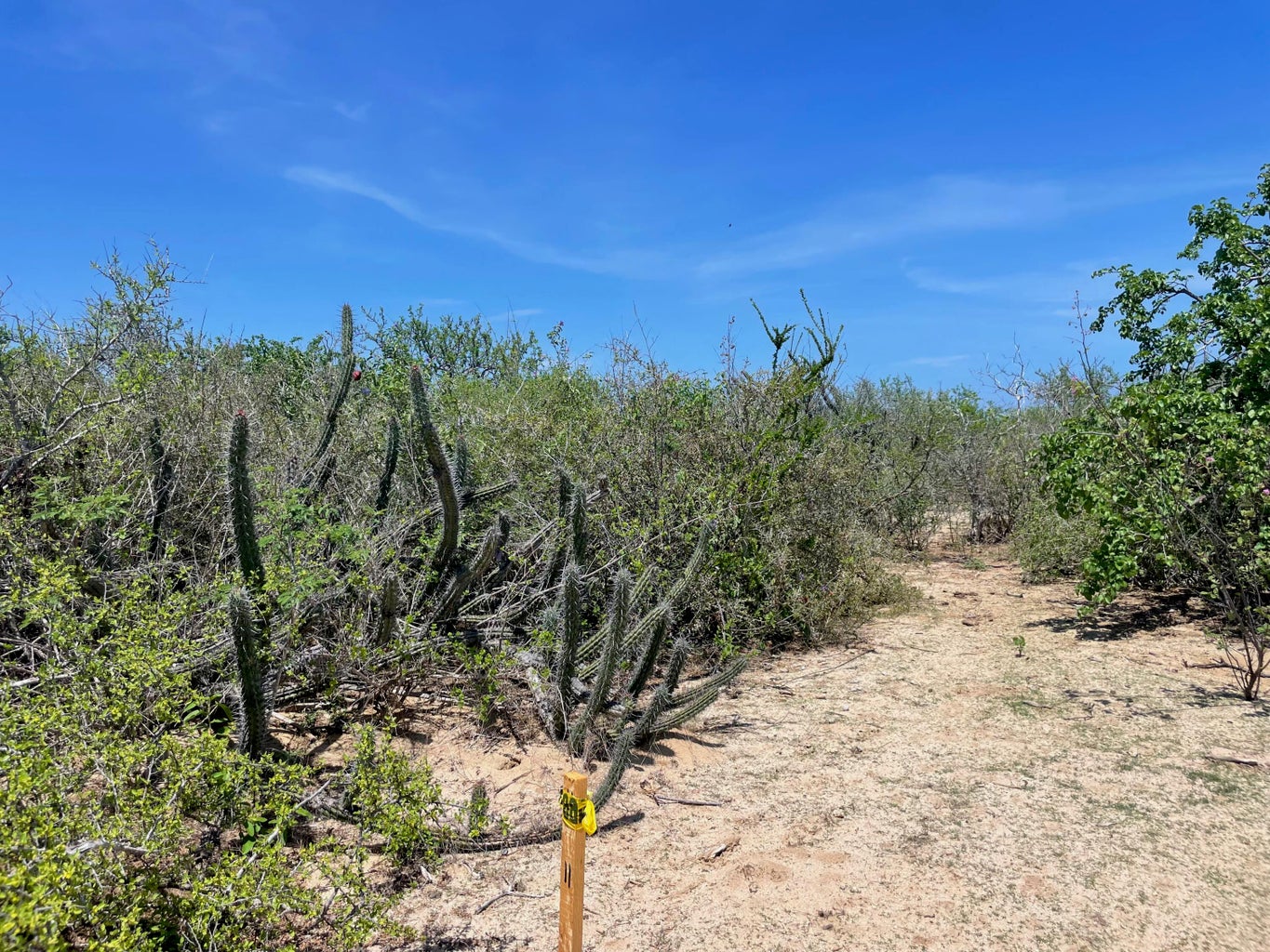 Lot in Punta Perfecta, East Cape, photo 4