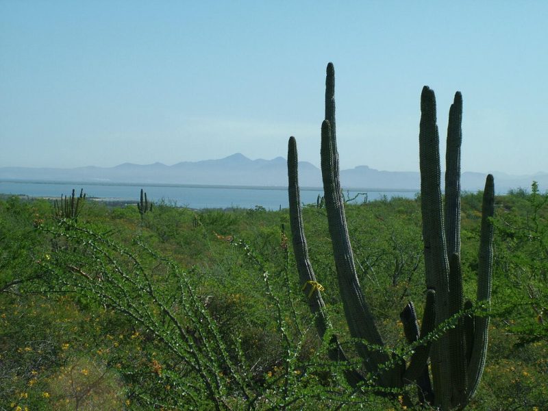 0887 Biznaga entre 20 y 21, Lomas del Centenario, Palo Verde, La Paz