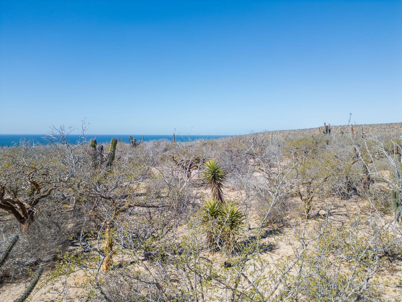 La Playitas, Todos Santos-General, Pacific, photo 3