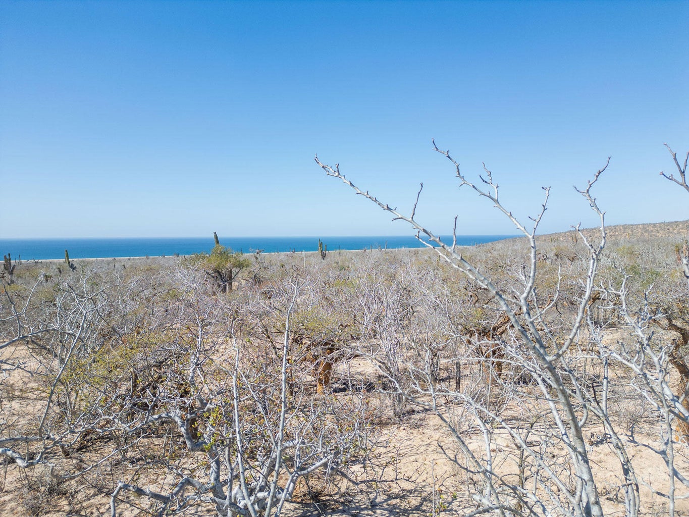 Las Playitas, Todos Santos-General, Pacific, photo 4