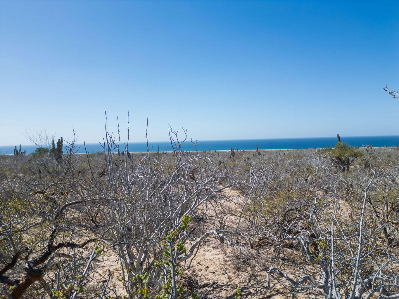 Las Playitas, Todos Santos-General, Pacific, photo 5