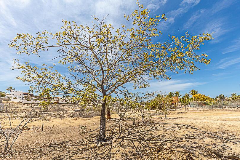 Ocean View Corner, Las Brisas- Todos Santos, Pacific, photo 2