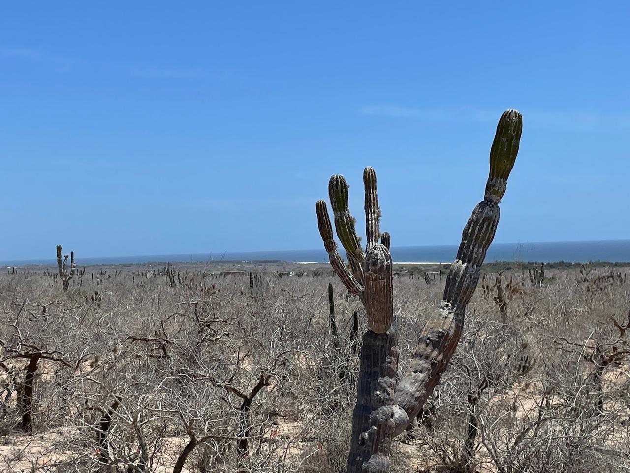 Lot in Las Playitas, Pacific, photo 2