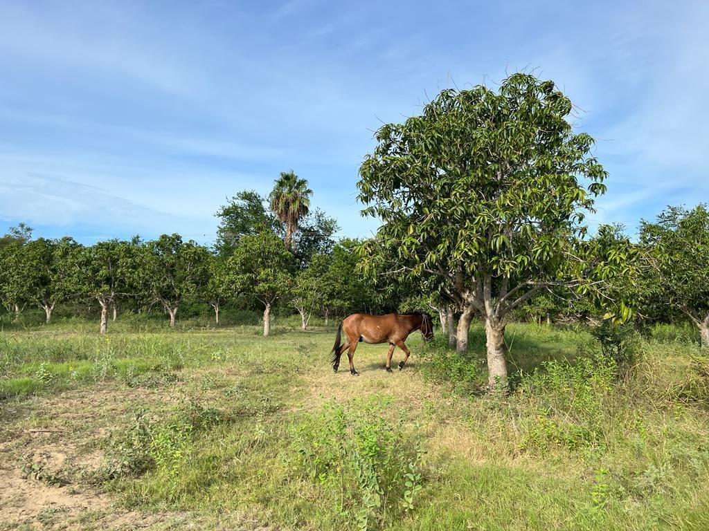 Lot in La Choya, San Jose del Cabo, photo 3
