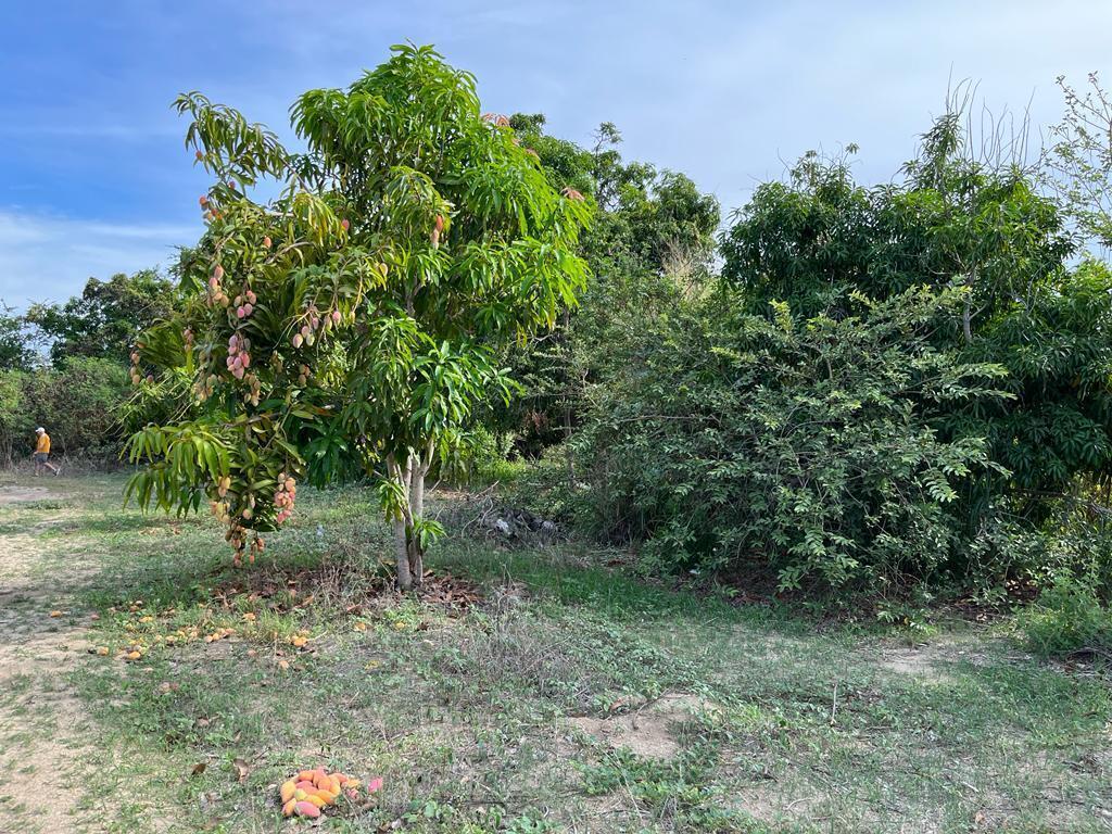 Lot in La Choya, San Jose del Cabo, photo 4