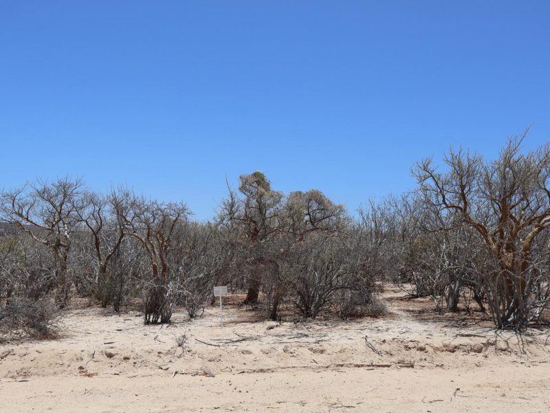 Lot in Candelilla, East Cape