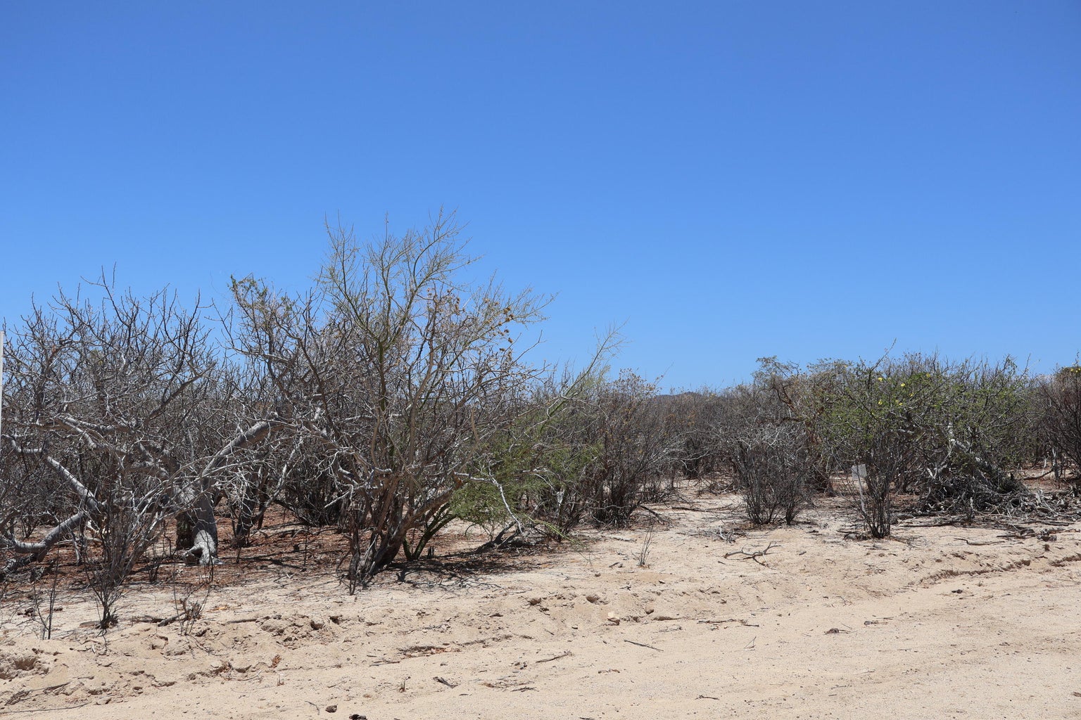 Lot in Candelilla, East Cape, photo 3