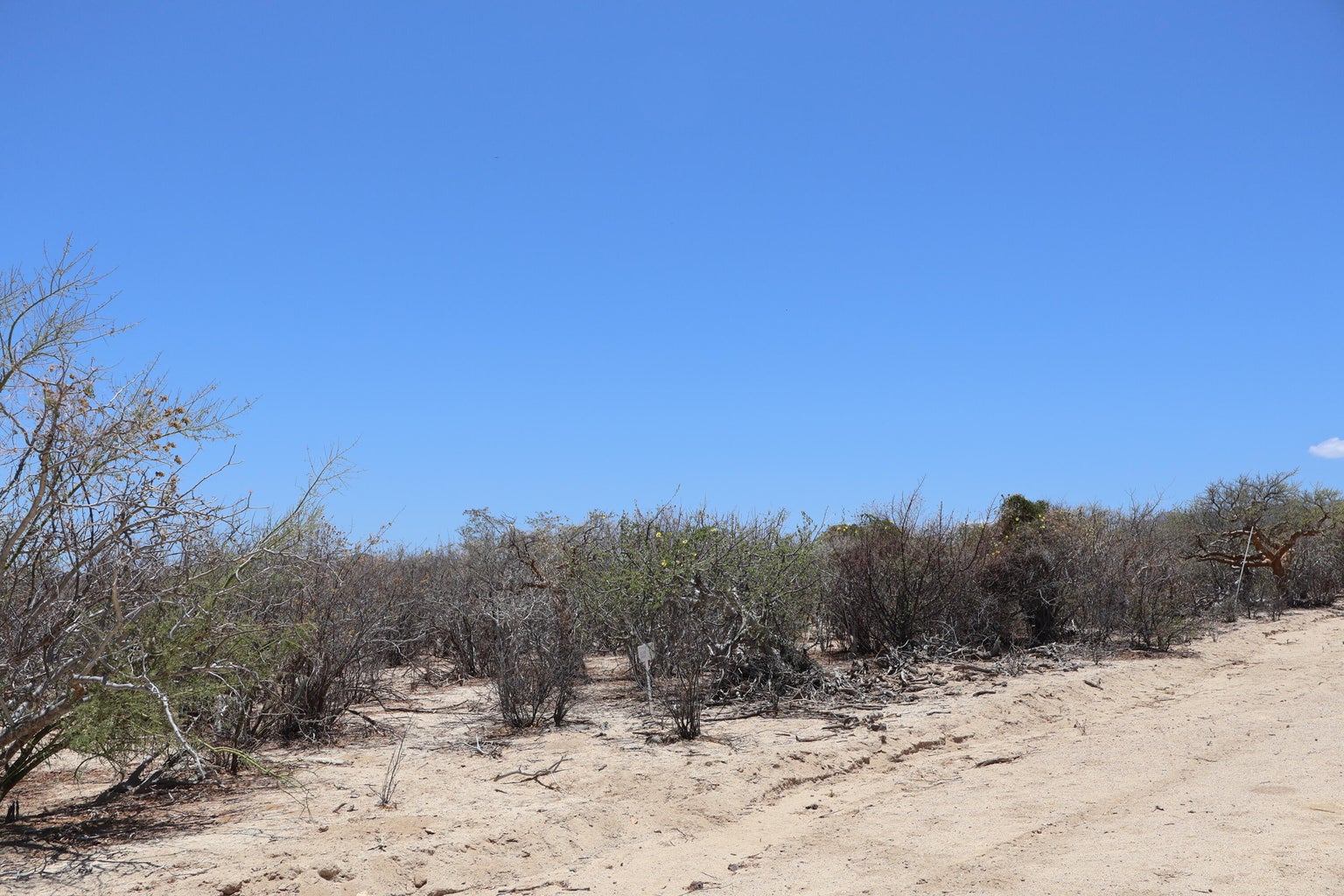 Lot in Candelilla, East Cape, photo 4