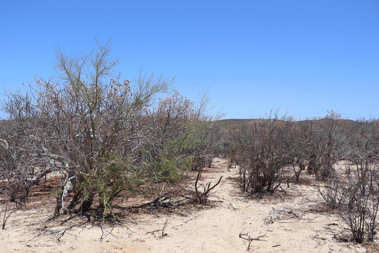 Lot in Candelilla, East Cape, photo 5