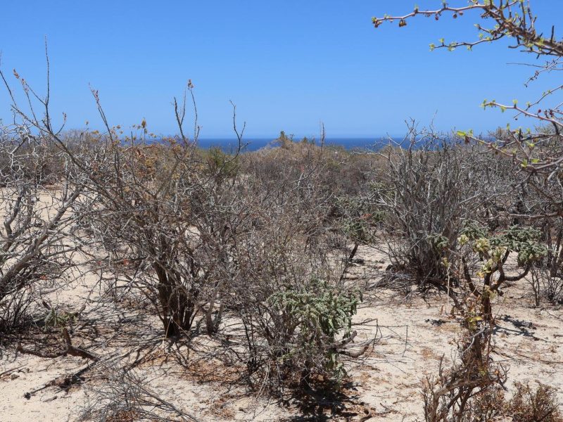 Lot in Candelilla, East Cape