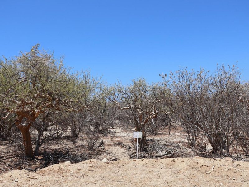 Lot in Candelilla, East Cape