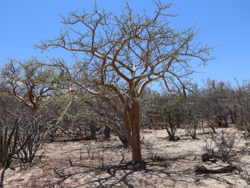 Lot in Candelilla, East Cape