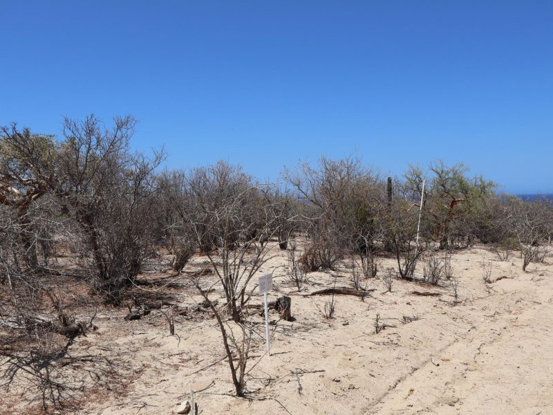 Lot in Candelilla, East Cape