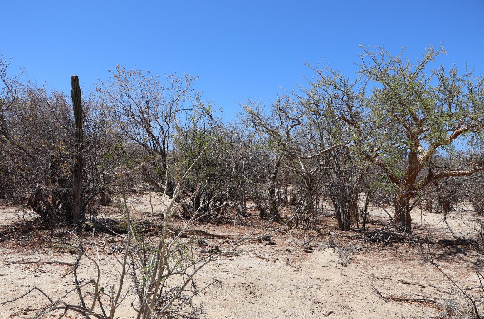 Lot in Candelilla, East Cape, photo 2