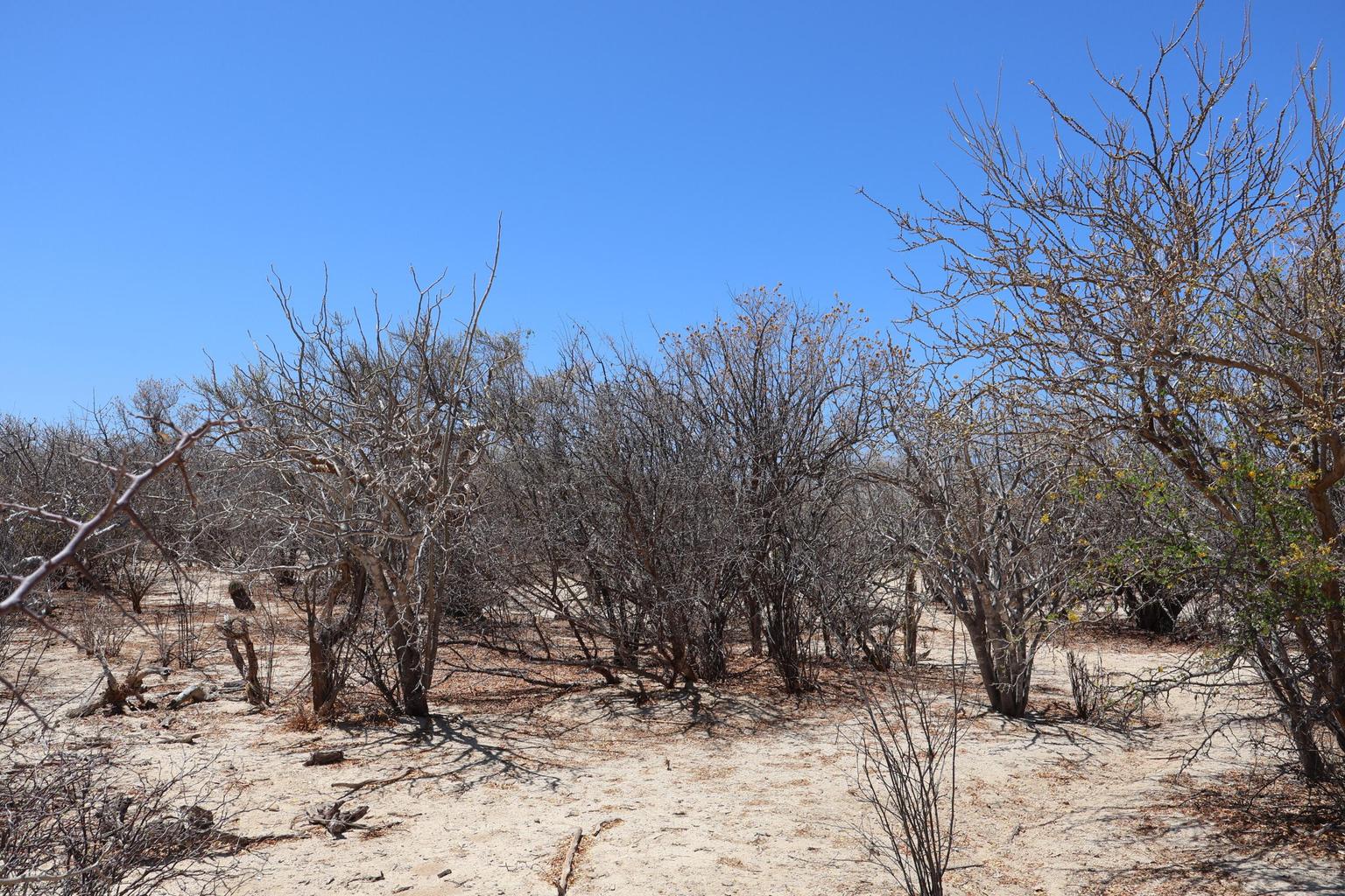 Lot in Candelilla, East Cape, photo 3