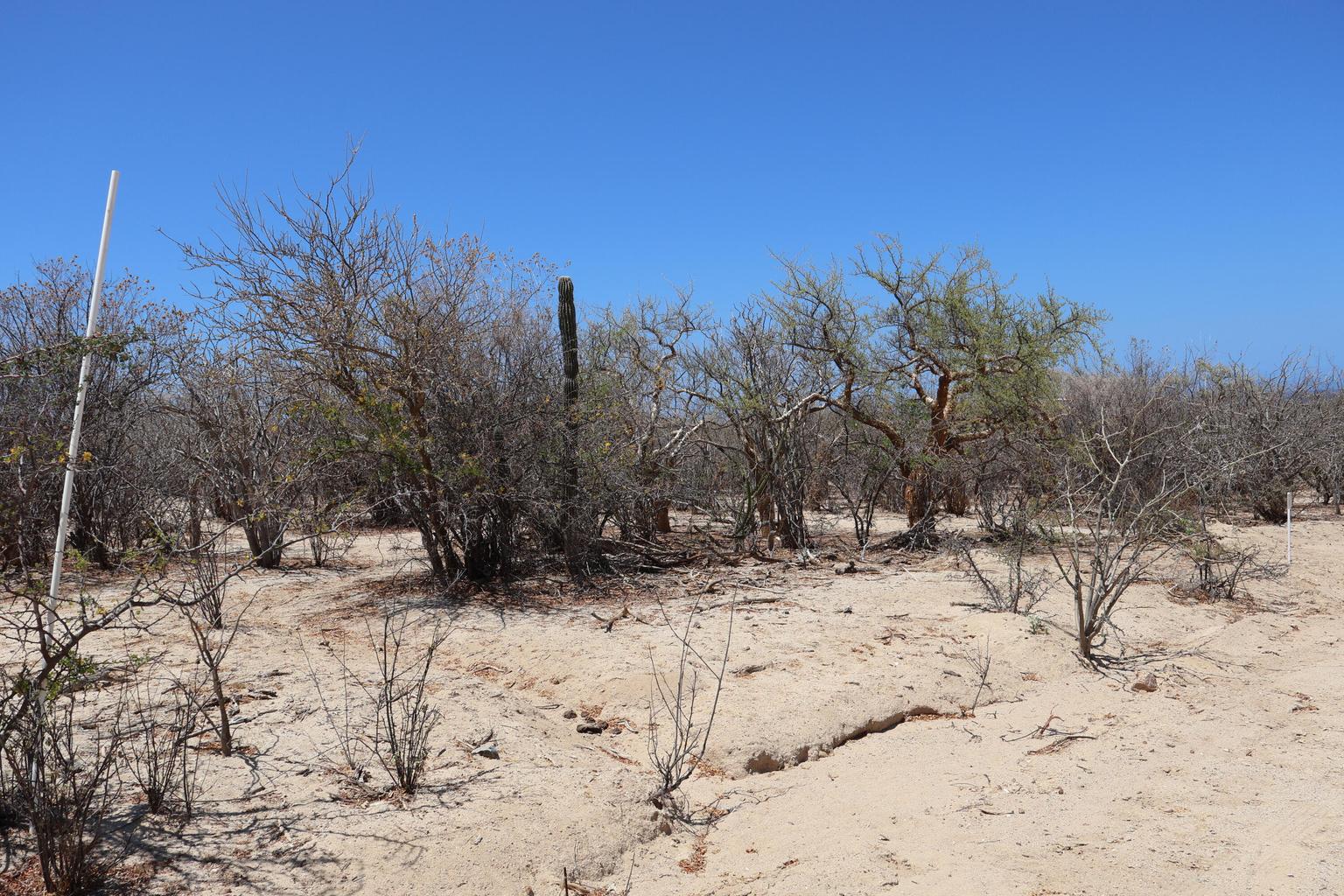 Lot in Candelilla, East Cape, photo 5