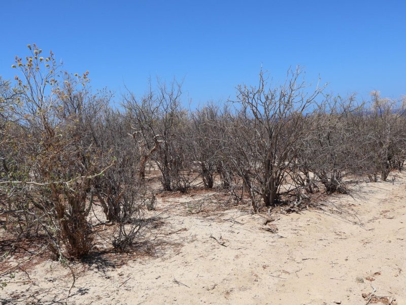 Lot in Candelilla, East Cape