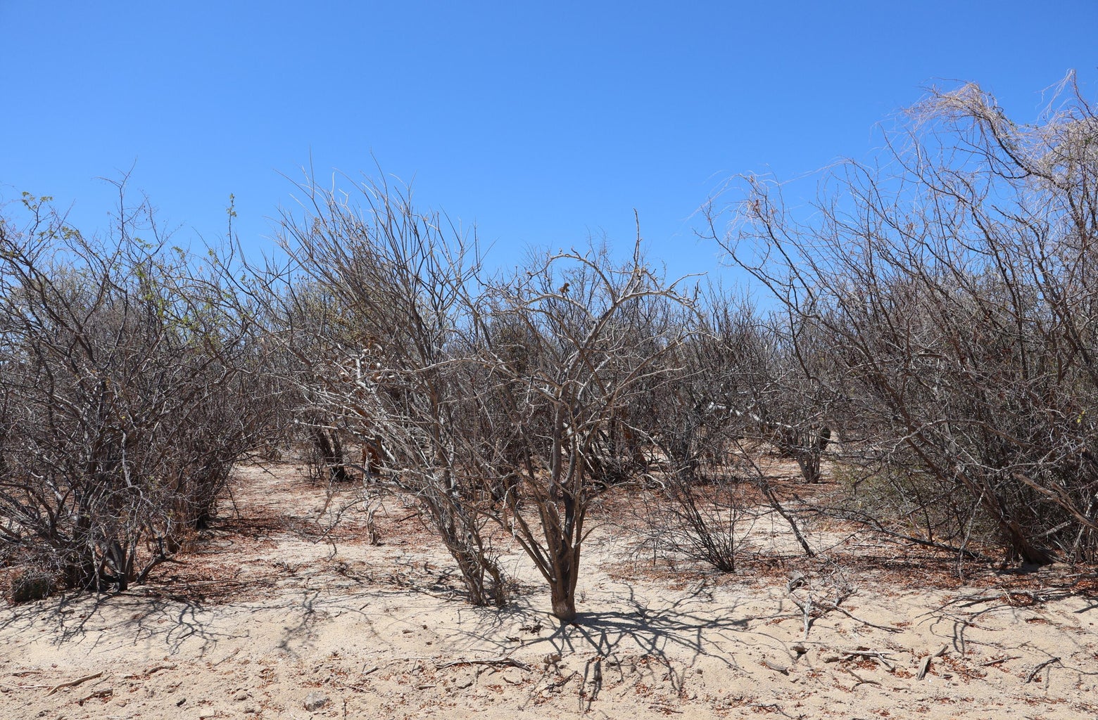 Lot in Candelilla, East Cape, photo 3