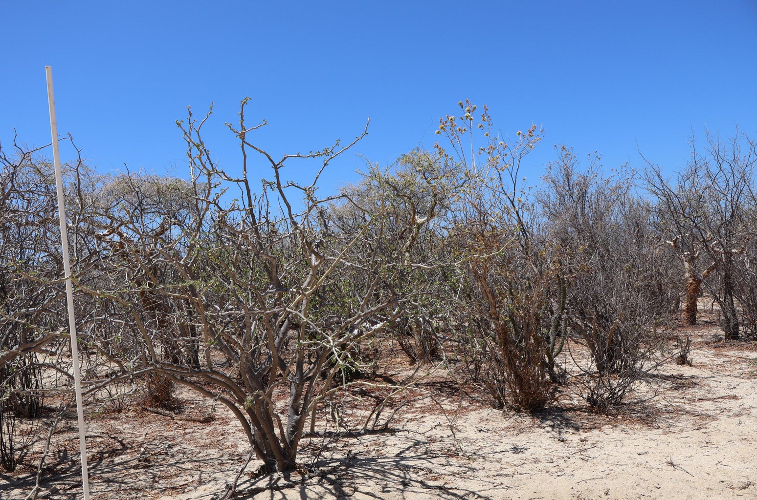 Lot in Candelilla, East Cape, photo 4