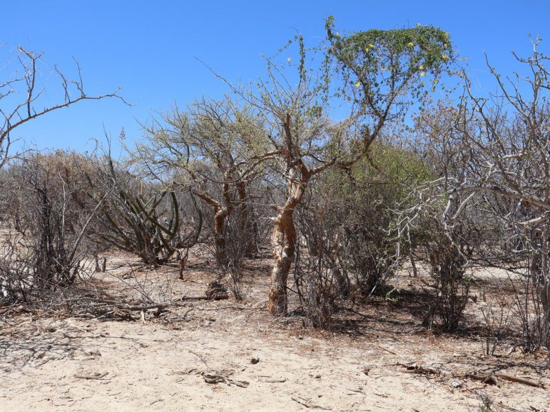 Lot in Candelilla, East Cape