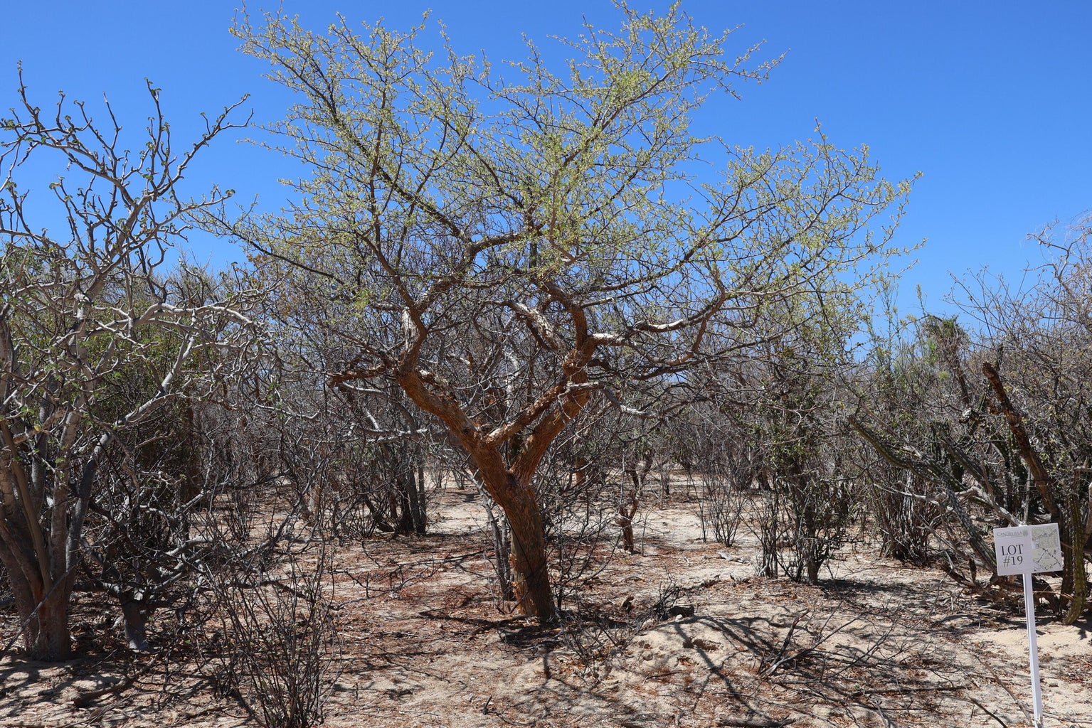 Lot in Candelilla, East Cape, photo 5