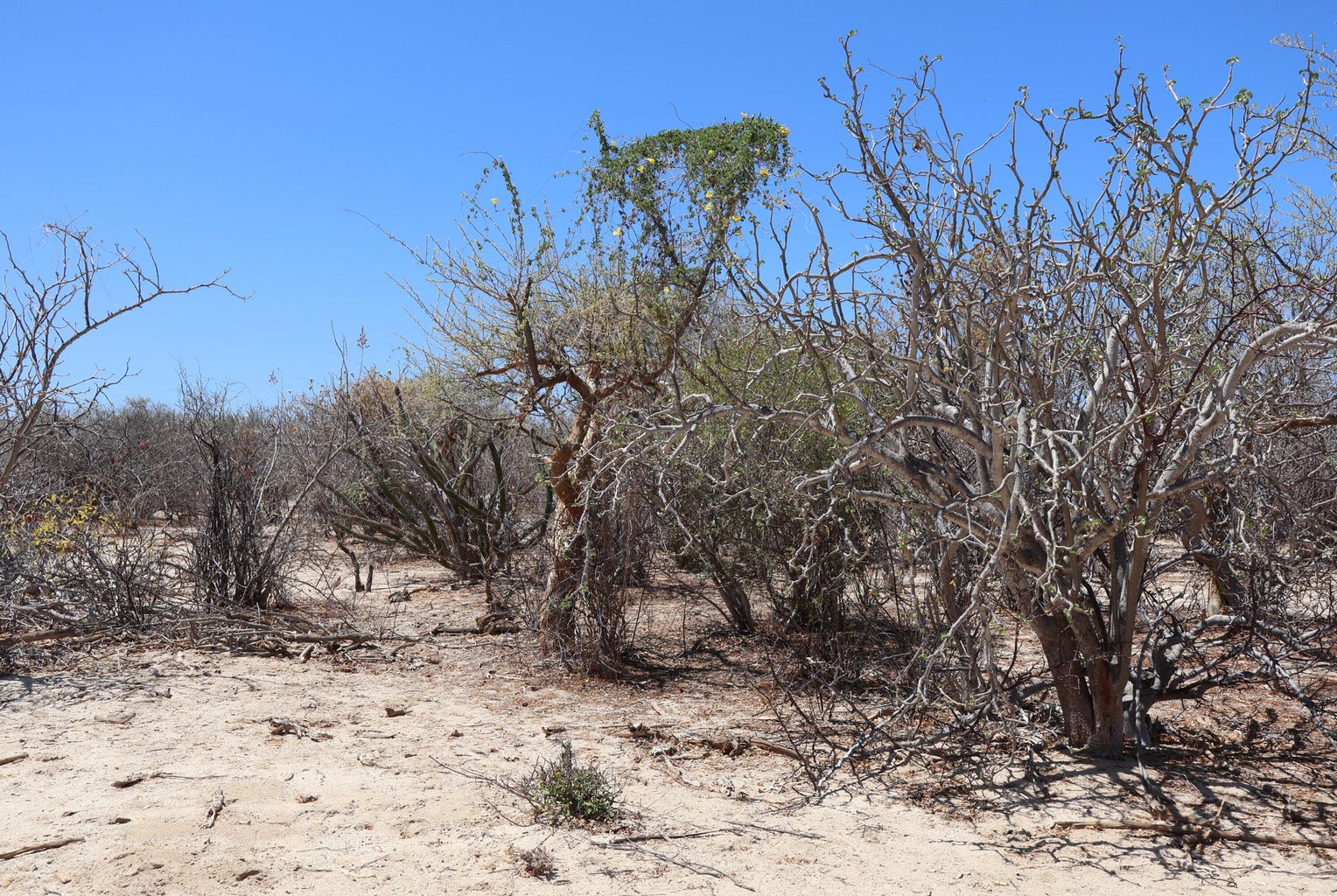 Lot in Candelilla, East Cape, photo 3