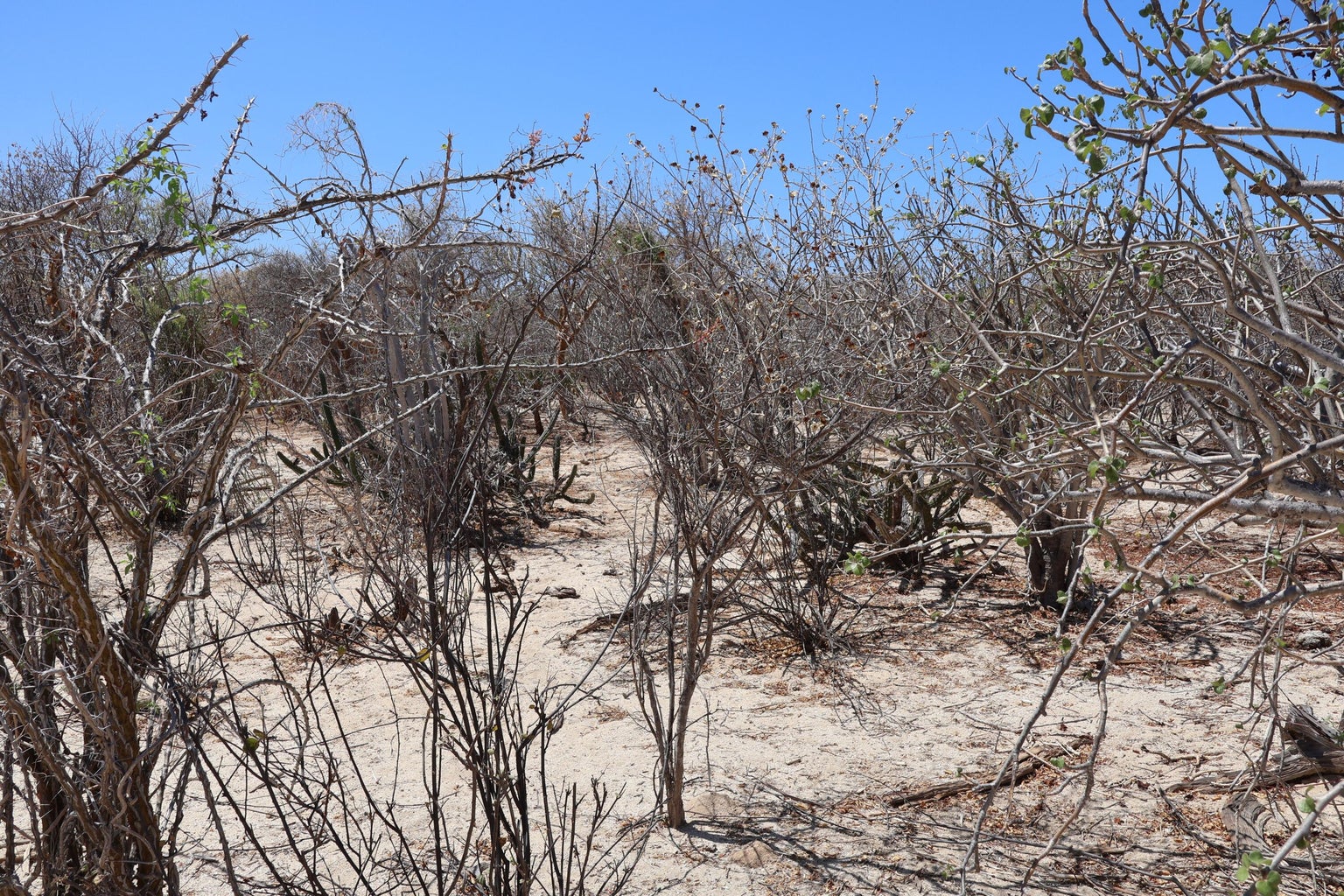 Lot in Candelilla, East Cape, photo 4