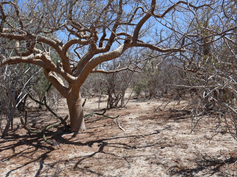 Lot in Candelilla, East Cape