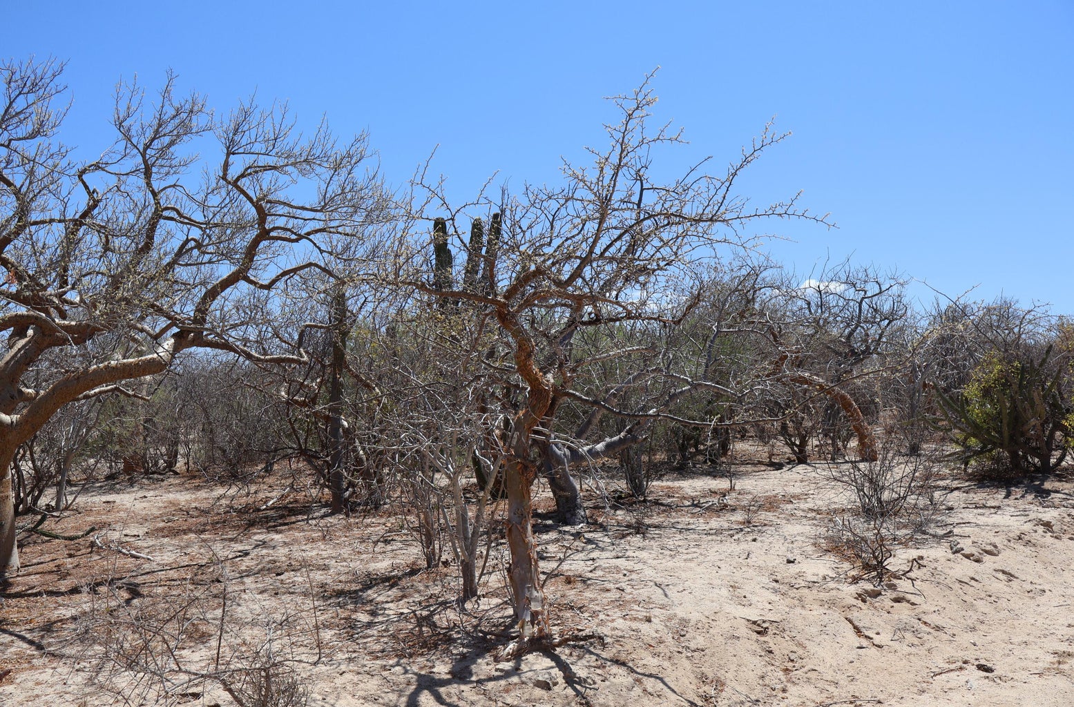 Lot in Candelilla, East Cape, photo 3