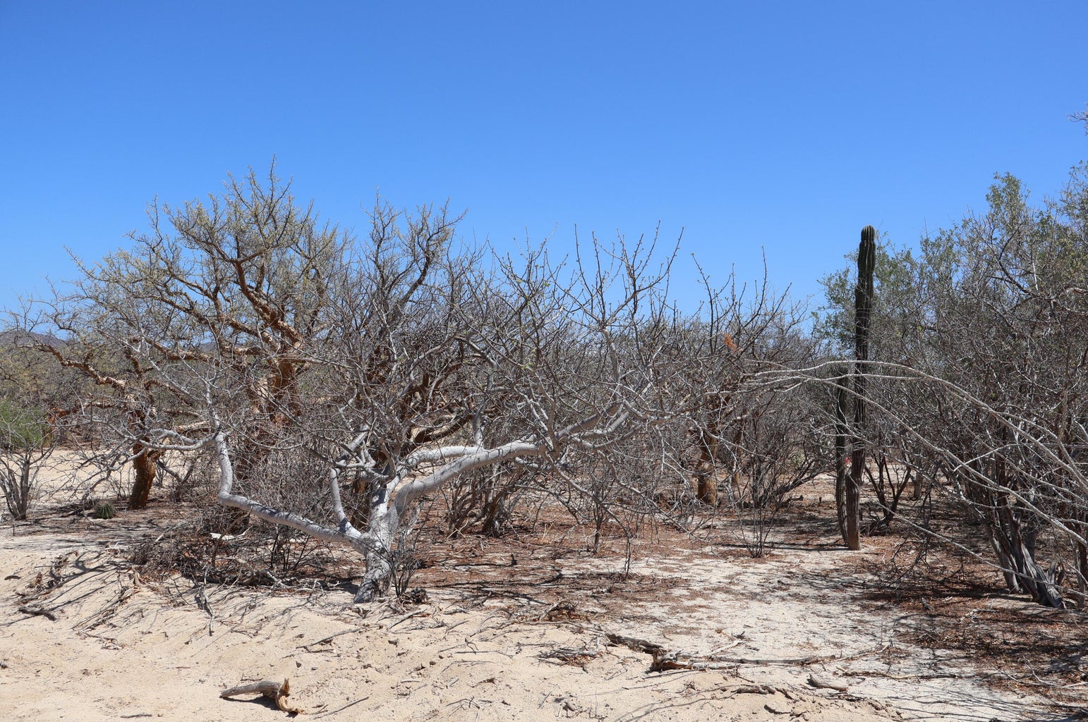 Lot in Candelilla, East Cape, photo 5