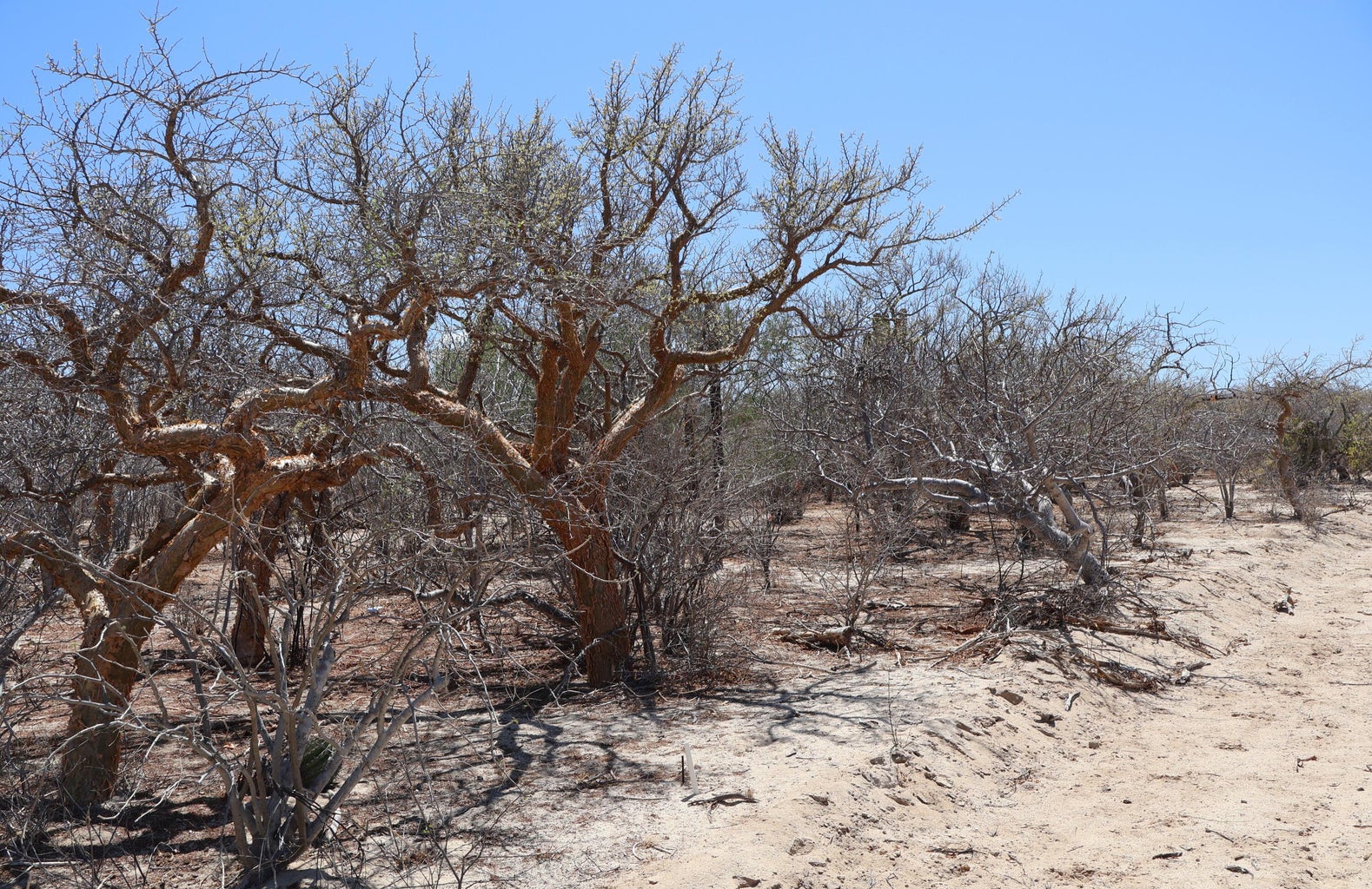 Lot in Candelilla, East Cape, photo 4