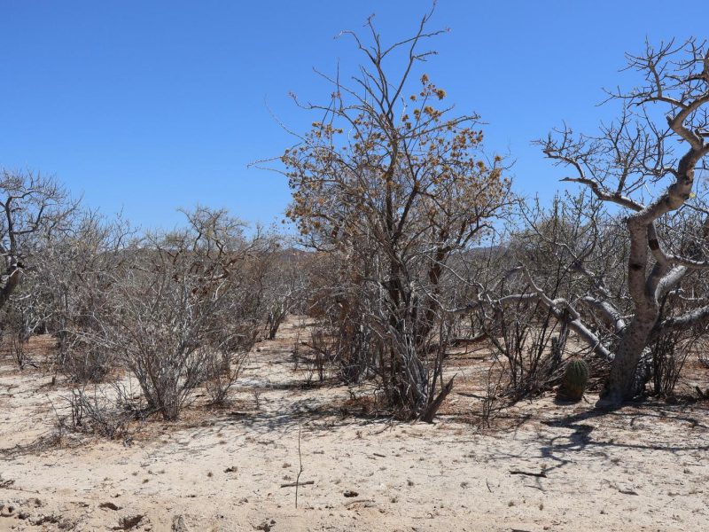 Lot in Candelilla, East Cape