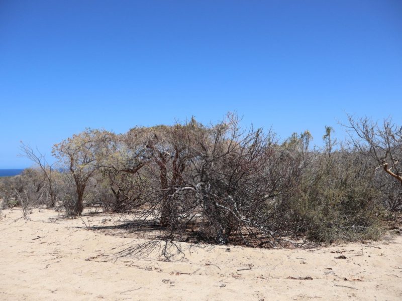 Lot in Candelilla, East Cape