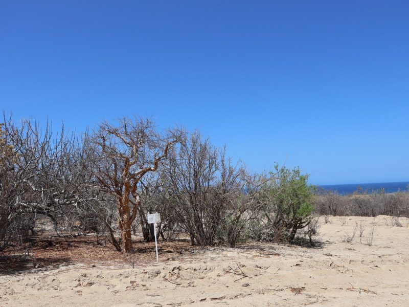 Lot in Candelilla, East Cape