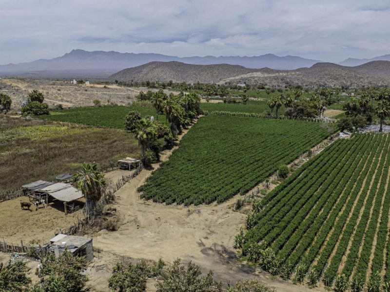 Lush Farmland, Centro-Todos Santos, Pacific