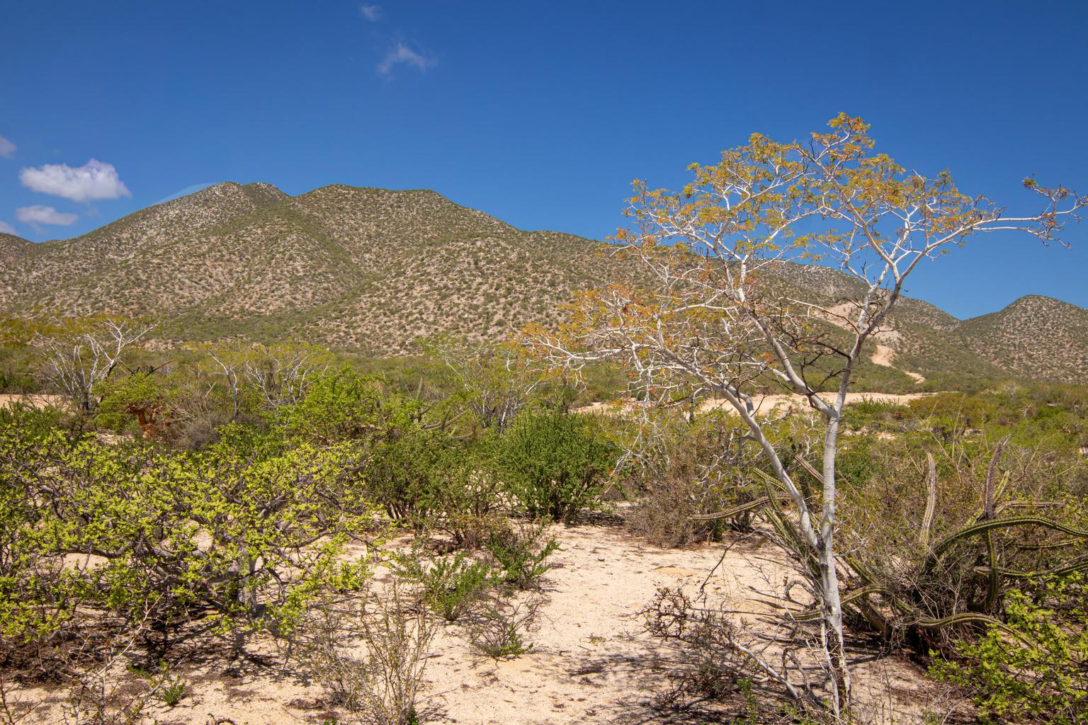 El Jalito, El Sargento, La Paz, photo 2
