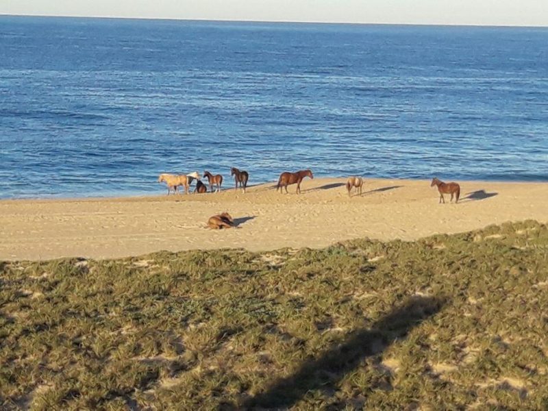 Las Playitas Oceanfront & More, Camino Las Playitas, Pacific