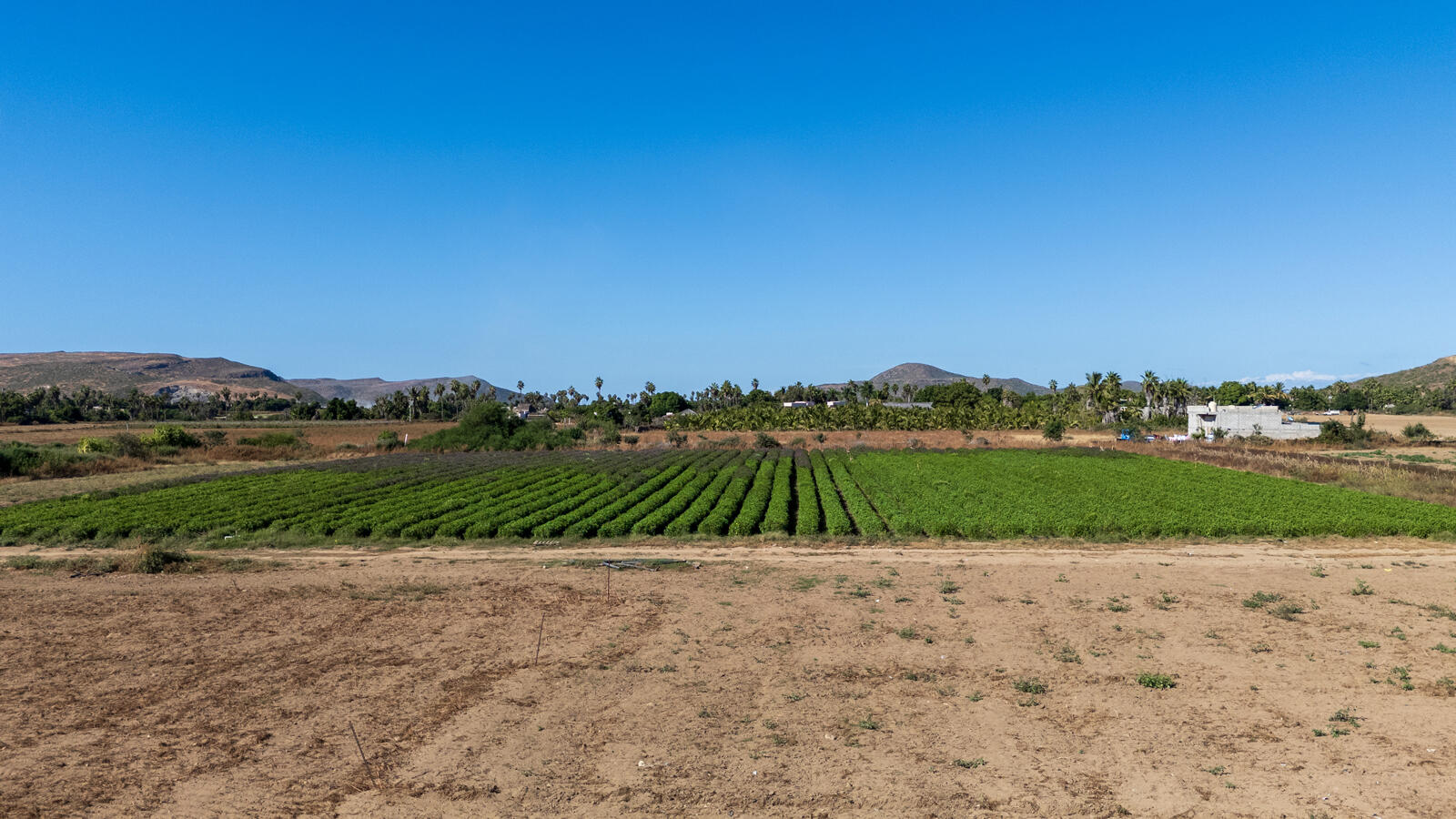 Lot in Calla Lily, Pacific, photo 3
