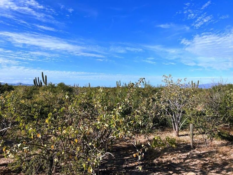0245 Acre Lot, Bay of Dreams, La Paz