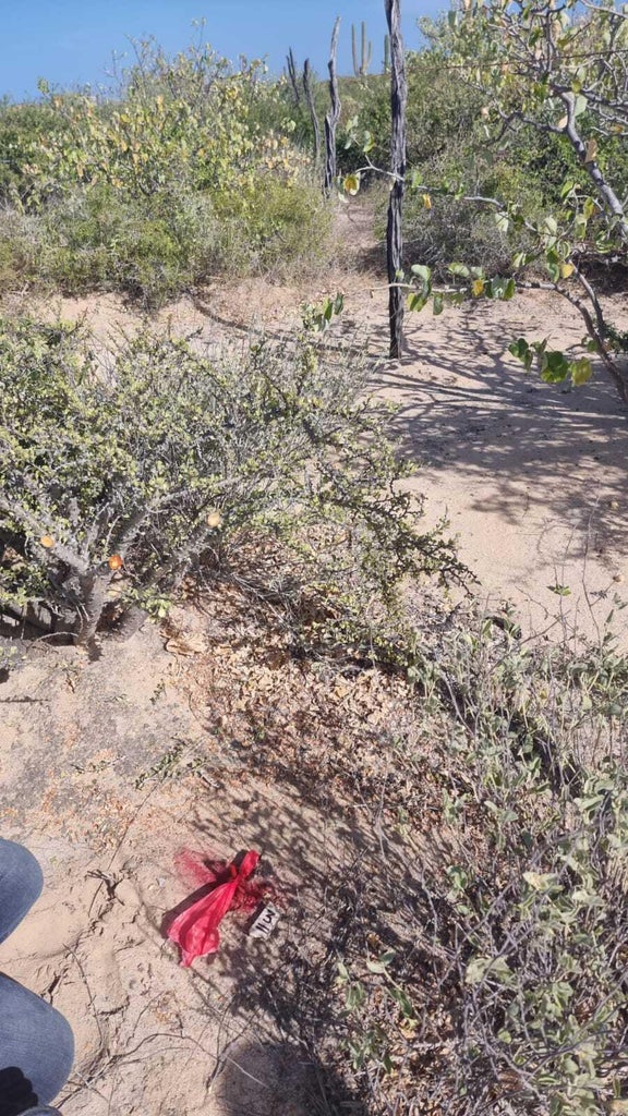 0245 Acre Lot, Bay of Dreams, La Paz, photo 5