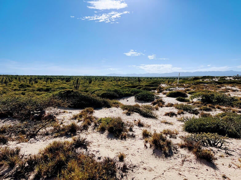0373 Lot, Bay of Dreams, La Paz, photo 4
