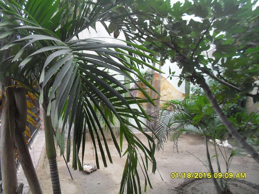 S/N VENUSTIANO CARRANZA M OCAMPO, Centro, Cabo San Lucas, photo 3
