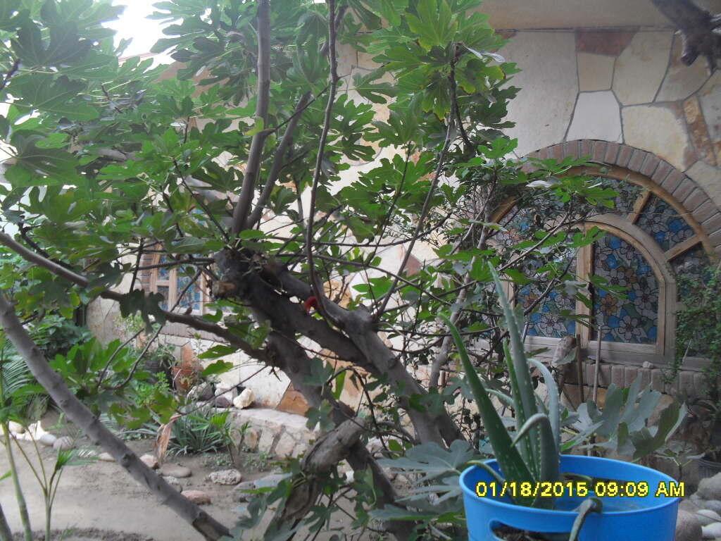 S/N VENUSTIANO CARRANZA M OCAMPO, Centro, Cabo San Lucas, photo 2