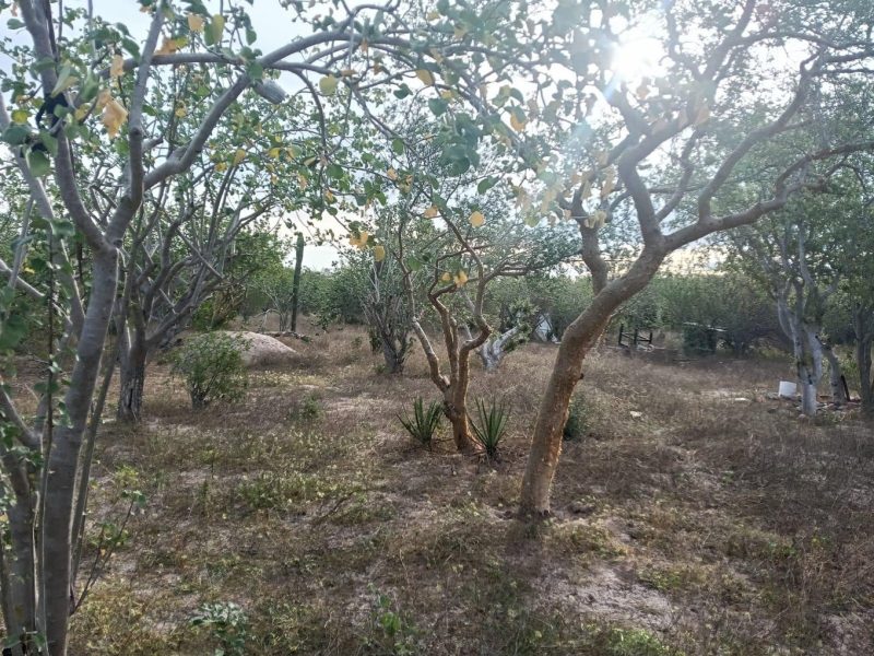Lot in Chametla, La Paz