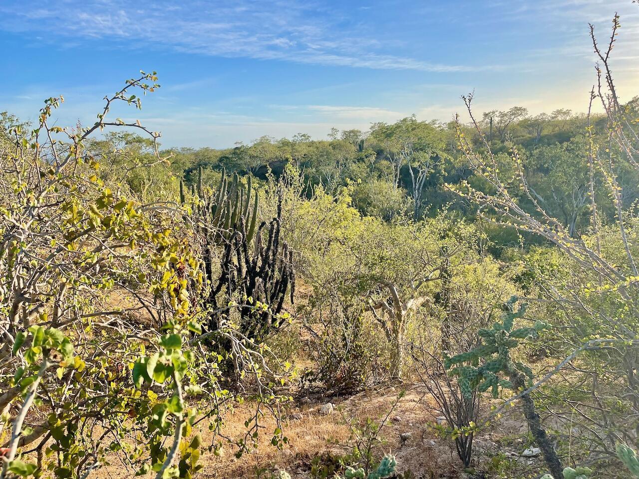 ZACATÓN, Zacaton, East Cape, photo 2