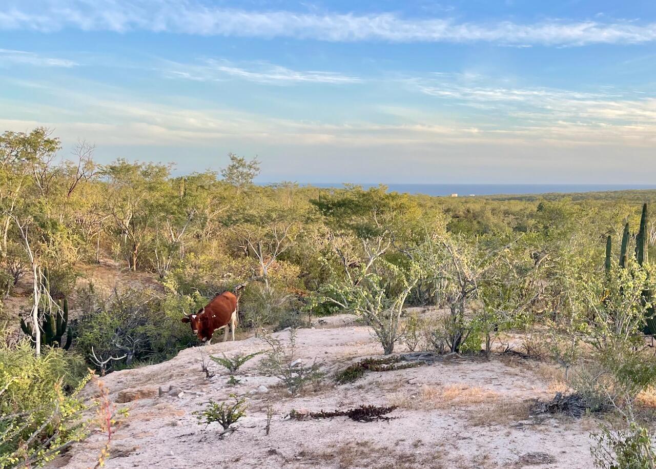 ZACATÓN, Zacaton, East Cape, photo 4