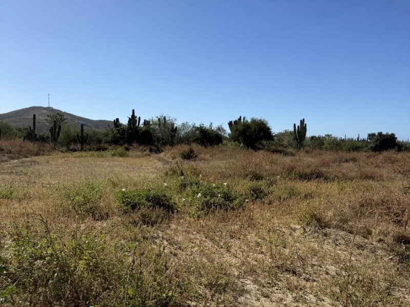 Lot 9, Gallo 64, Pacific
