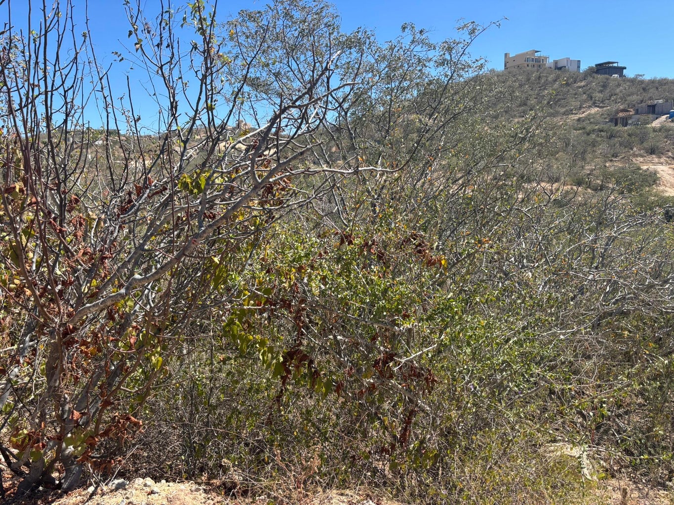1 Animas Bajas, La Choya, San Jose del Cabo, photo 3